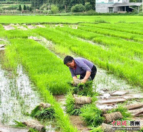 田间人工取苗，守好水稻移栽最后一关。刁苓沙 摄