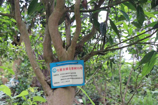 太极村已挂牌的古茶树 七星关区融媒体中心供图