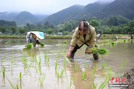 5月28日，贵州省贵定县，工人在盘江镇金海坝区高标准农田里插秧。中新社记者 瞿宏伦 摄