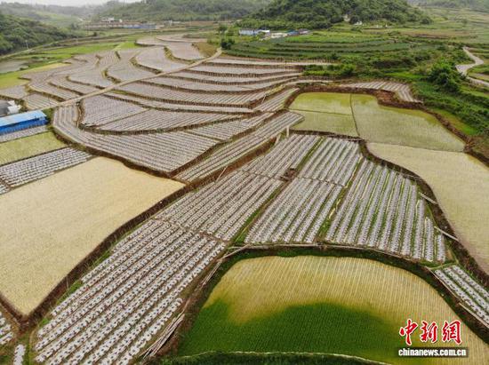 图为雨后初霁的贵州省安顺市平坝区白云镇田园风光。石小杰 摄