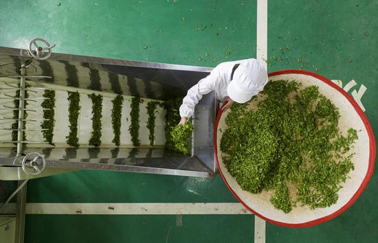 亮岩镇太极村太极古茶加工基地工人正在制茶。 七星关区融媒体中心 供图