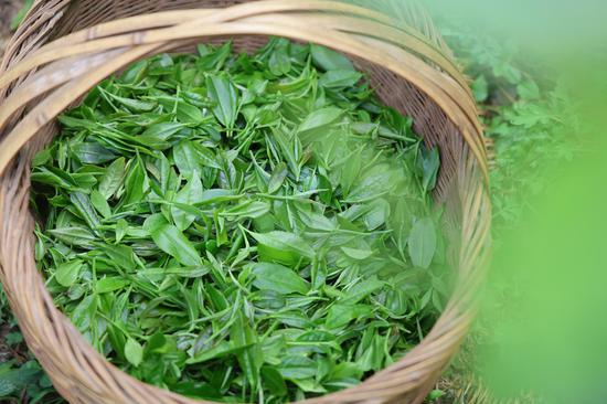 茶农采摘好的茶青 夏文婧 摄