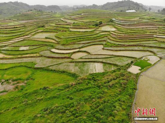 图为雨后初霁的贵州省安顺市平坝区白云镇田园风光。石小杰 摄