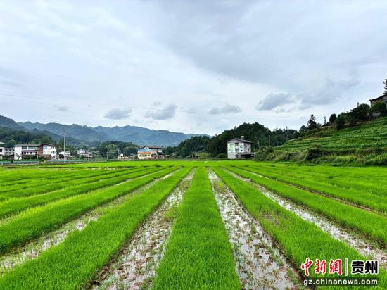 连片稻田如绿毯，高标准农田焕生机。刁苓沙 摄