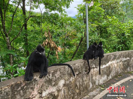 图为黑叶猴悠然坐于路边休憩。