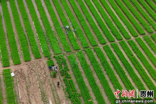 余庆县乌杨田园坝区，无人机正在调运秧苗。周磊
