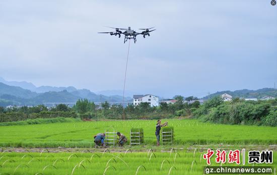 余庆县乌杨田园坝区，无人机正在调运秧苗。白青青拍。