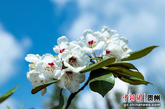 盛开的韭菜坪杜鹃。受访者供图