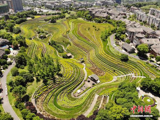 图为5月30日航拍奢香古镇的古彝梯田。石小杰 摄