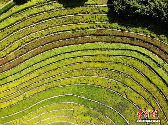 图为5月30日航拍奢香古镇的古彝梯田。石小杰 摄