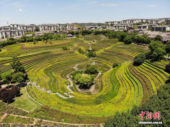 图为5月30日航拍奢香古镇的古彝梯田。石小杰 摄