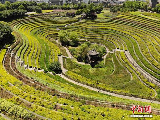 图为5月30日航拍奢香古镇的古彝梯田。石小杰 摄