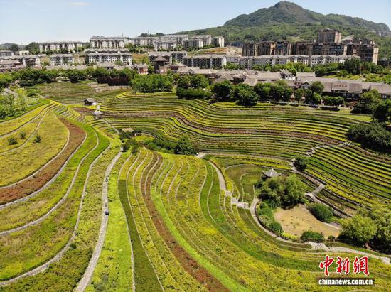 图为5月30日航拍奢香古镇的古彝梯田。石小杰 摄