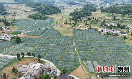航拍黔西市中建乡民主村莲花白基地。