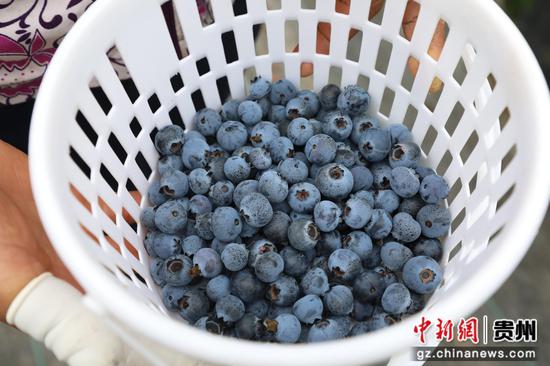 长春堡镇蔡官村蓝莓种植基地 蓝莓成熟上市 已采摘好的蓝莓 。邱梦茹 摄 长春堡镇蔡官村蓝莓种植基地 蓝莓成熟上市 已采摘好的蓝莓 。邱梦茹 摄