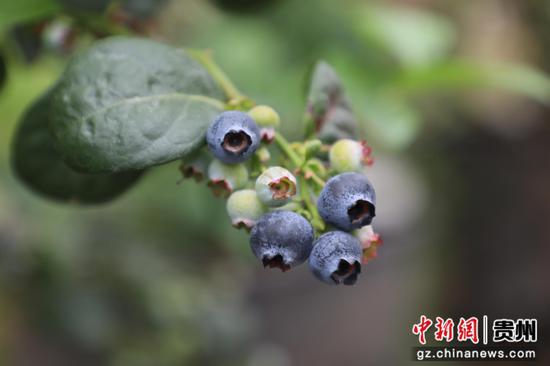 长春堡镇蔡官村蓝莓种植基地 果实挂满枝头 。邱梦茹 摄 长春堡镇蔡官村蓝莓种植基地 果实挂满枝头 。邱梦茹 摄