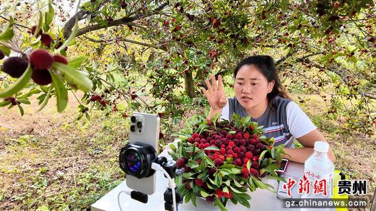 景直播带货模式，沉浸式展示杨梅品质，拓宽线上销售渠道，让马场杨梅走出地域限制，销往更多地区。