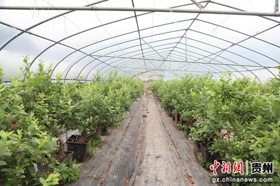 长春堡镇蔡官村蓝莓种植基地。 邱梦茹 摄 长春堡镇蔡官村蓝莓种植基地。 邱梦茹 摄