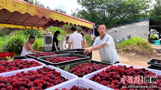 杨梅进入成熟上市期，为全镇杨梅产业再添活力。