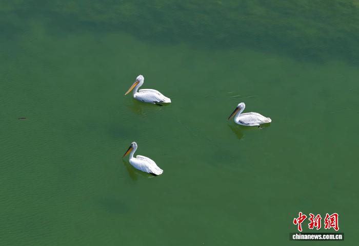 卷羽鹈鹕组队“打卡”新疆沙漠水库