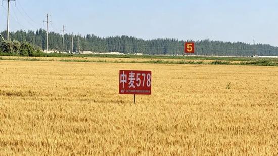 示范田里的“中麦578”。努尔古再丽 摄
