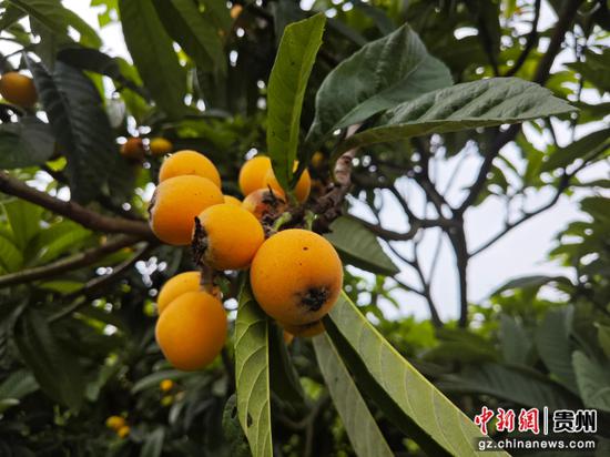 枇杷成熟上市。 万飘阳 摄 枇杷成熟上市。 万飘阳 摄