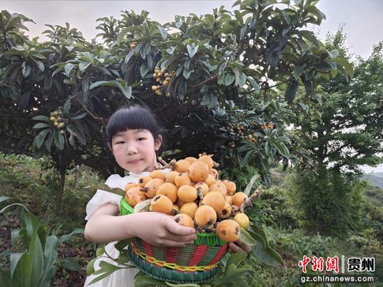 枇杷成熟上市,游客采摘。 万飘阳 摄 枇杷成熟上市,游客采摘。 万飘阳 摄