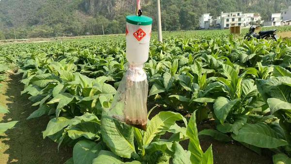 图为烟田安装的诱虫器诱杀害虫。赖洪敏  摄
