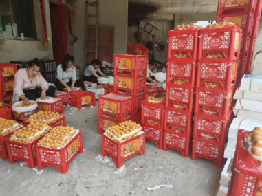 开阳县南江乡果农正在分拣、打包枇杷