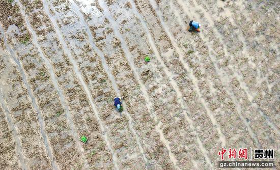 2026年6月2日，村民在贵州省道真仡佬族苗族自治县隆兴镇浣溪村田间移栽秧苗。(无人机照片)