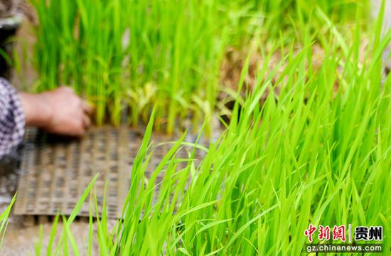 2026年6月2日，村民在贵州省道真仡佬族苗族自治县隆兴镇浣溪村田间起秧苗。