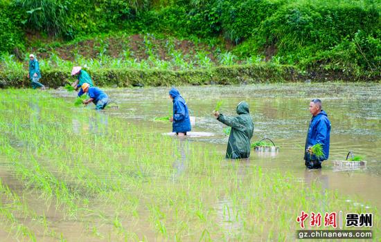 2026年6月3日，村民在贵州省道真仡佬族苗族自治县隆兴镇浣溪村田间移栽秧苗。