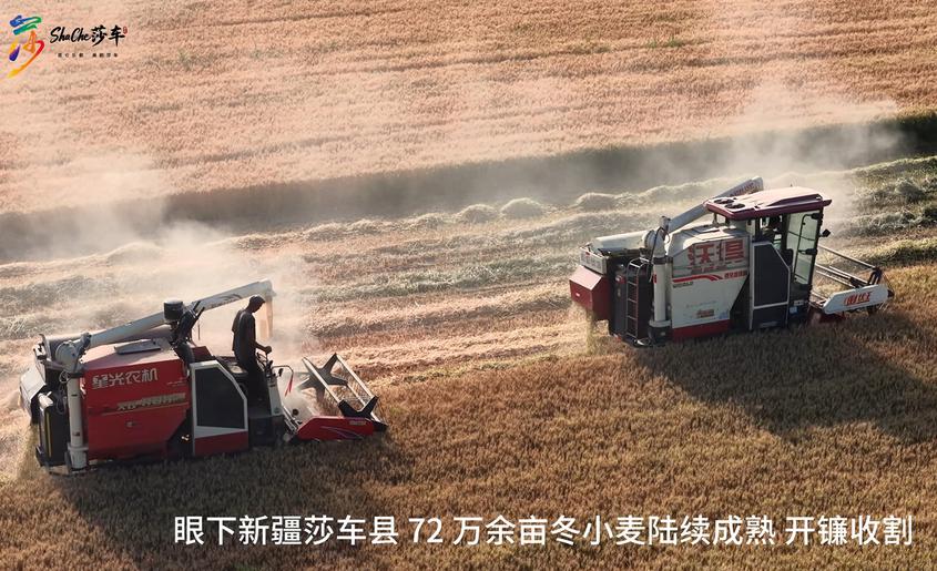 莎车县72万余亩冬小麦开镰归仓