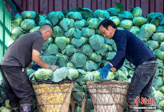 图为村民把采收的莲花白装车。史开心 摄