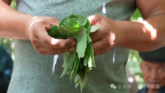 高昌区林草局在红星片区加依村举办葡萄叶销售培训。许艳宏 摄