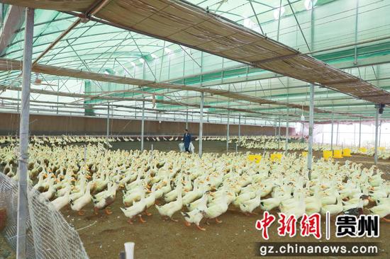 剑河县南高村鸭养殖基地的成鸭。杨洁茹 摄
