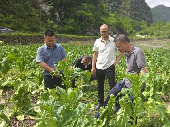 图为烟技员在受灾烟田查看烟株受损情况。韦杰译 摄 图为烟技员在受灾烟田查看烟株受损情况。韦杰译 摄