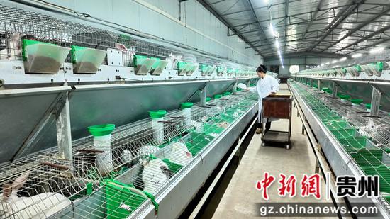 工作人员正在给兔子喂食
