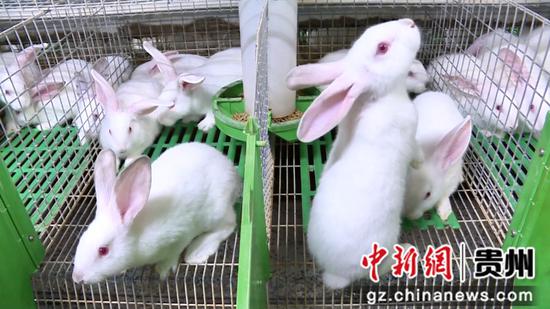 本地兔场多采用法国伊高乐品种，该品种生长速度快，出栏周期短，兔子主要销往四川、重庆等地。