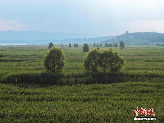 6月5日，航拍贵州省毕节市威宁彝族回族苗族自治县草海国家级自然保护区夏日风光，美如画。管庆巍 摄