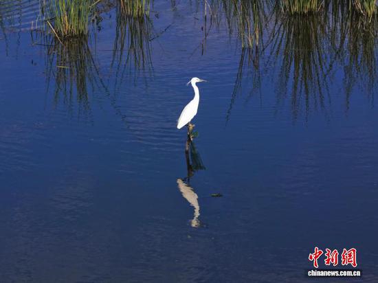 6月5日，航拍贵州省毕节市威宁彝族回族苗族自治县草海国家级自然保护区夏日风光，美如画。图为白鹭在草海国家级自然保护区休憩。管庆巍 摄