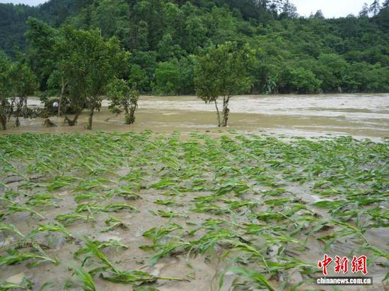 图为贵州省德江县遭受特大暴雨，农作物受损。（德江县融媒体中心 供图）