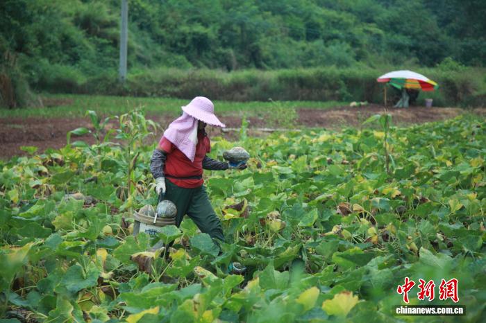 小南瓜大产业 特色种植绘就广西乡村振兴新“丰”景