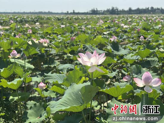 甜心莲子位于海南的种植基地。阿里 供图 甜心莲子位于海南的种植基地。阿里 供图
