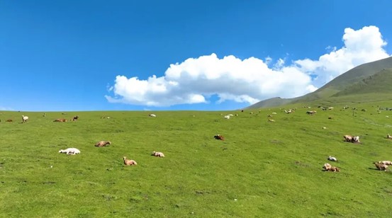木屋、骑马、篝火……这才是精河夏日的正确打开方式！