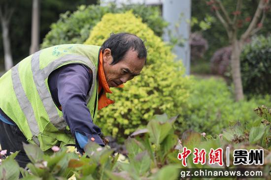 绿化工作人员对灌木丛进行养护 。陈扬摄