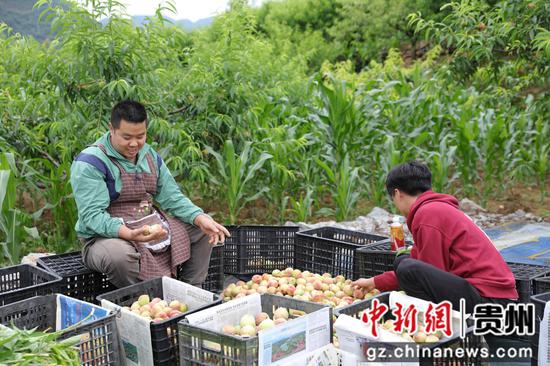 七星关区阴底乡马场村“桃花岛”上,红花桃成熟上市,收购上正在分拣桃子。 廖槐花 摄 七星关区阴底乡马场村“桃花岛”上,红花桃成熟上市,收购上正在分拣桃子。 廖槐花 摄
