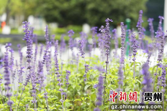 小微绿化地块新栽种的绣球花、蓝花鼠尾草等花开正艳 。陈扬