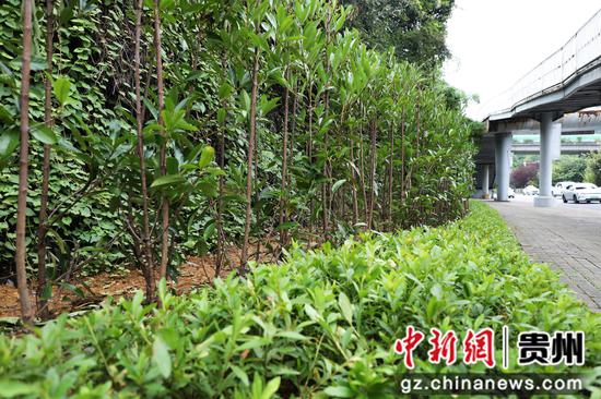 小微绿化地块整理干净，树枝修剪整齐 。陈扬摄