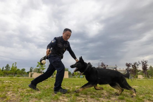 一人两犬，三面锦旗，四季守护……